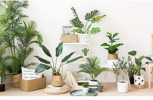 办公室内养花，这些绿色植物让你的工作环境更宜人！